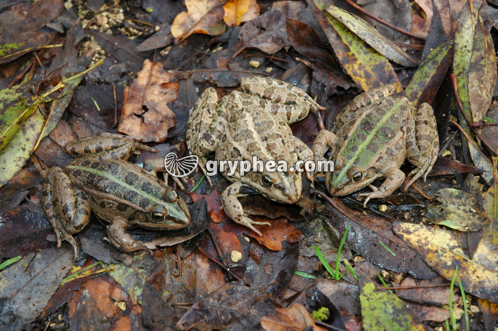 Grenouilles - gryphea.org